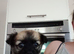 Yorkshire Terrier cross Chuichua