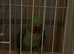 Female alexandrine with dna testing