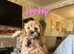 Stunning Cavapoo puppies for sale