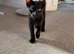 2 fluffy black kitten from russian blue mum