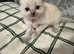 Gorgeous 5 kittens