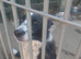 Beautiful border collie