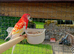 Rosella for sale