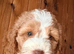F1 cockapoos pups