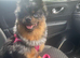 3 year old mearle Pomeranian