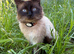 Male ragdoll