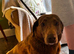 Female Labrador for sale