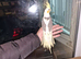 Super silly hand tamed baby cockatiels