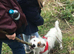 Gorgeous Jack Russell available for adoption