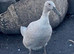 Female Ducks