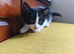 very cute very friendly kittens