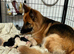 German shepherd puppies