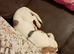 I have jack russell