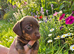 3 beautiful miniature dachshund puppies