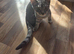 Needing to rehome my 2 kittens