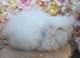 Teddywidder