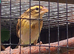 Rare pair of Orange bishop weaver finches