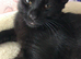 We have gorgeous Maine coon kittens for re homing