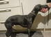 Only one outstanding whippet boy available