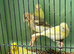 4 Young Fife Canaries