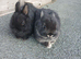 Netherland Dwarf Rabbits