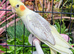 Various baby & adult cockatiels