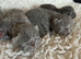 Exotic Shorthair Kittens For Sale