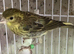 Canary x European Siskin mules