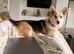 Corgi male and female must go together