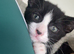 Male kitten
