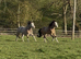 Pair of buckskin fillies
