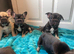 Litter of 5 ready for their forever homes