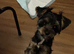 Yorkshire terrier x biewer terrier
