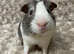 Gorgeous Baby Guinea Pigs. £20 each!