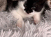 Kitten