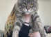 Silver tabby and Black Smoke Maine Coon kittens