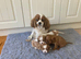 Lovely litter of KC reg blenheim/ruby cavalier pups from health tested parents