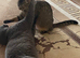 Mix British kittens