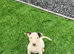 Stunning English bull terrier puppies for sale