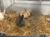 Stunning Various Dwarf & Lionhead Bunnies