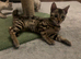 TICA reg Bengal kittens ready now for new homes