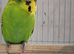 Budgies 6 months