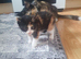 Female Manx long hair and tail