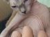 Female sphynx for rehome