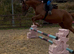 15.3hh Irish tb gelding