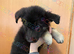 Ready now Stunning kc reg German shepherd pups