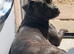 Beautiful 7 year old Stafford girl
