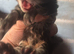 Beautiful Maine Coon Kittens for Sale