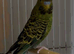 Blackface male splite balckwing