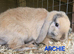 Mini lop baby boy chocolate harlequin